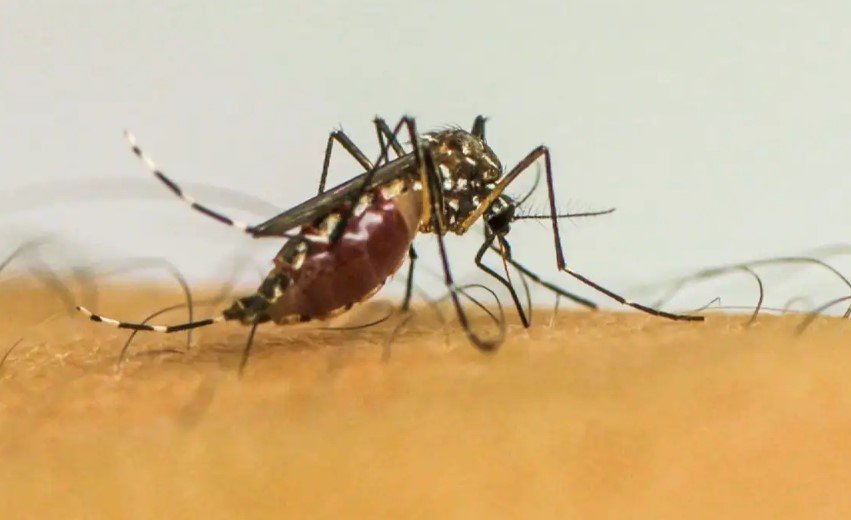 Casos de dengue no Brasil ultrapassam 1 milhão em 2025; RN registra quase 3 mil infecções
