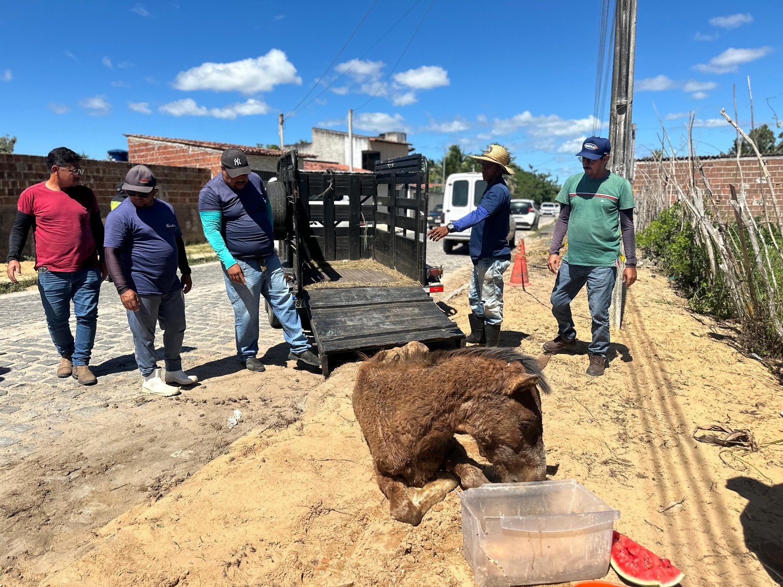 Prefeitura mobiliza equipe para resgate de cavalo debilitado no bairro Bela Vista