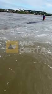 Baleia encalha entre Pirangi do Sul e Pirangi do Norte, no RN