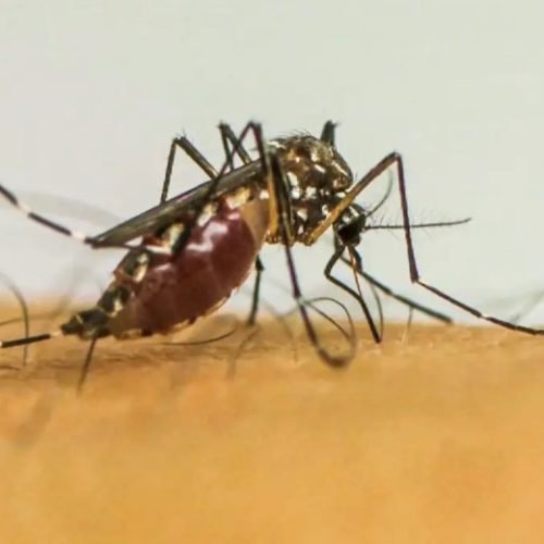 Casos de dengue no Brasil ultrapassam 1 milhão em 2025; RN registra quase 3 mil infecções
